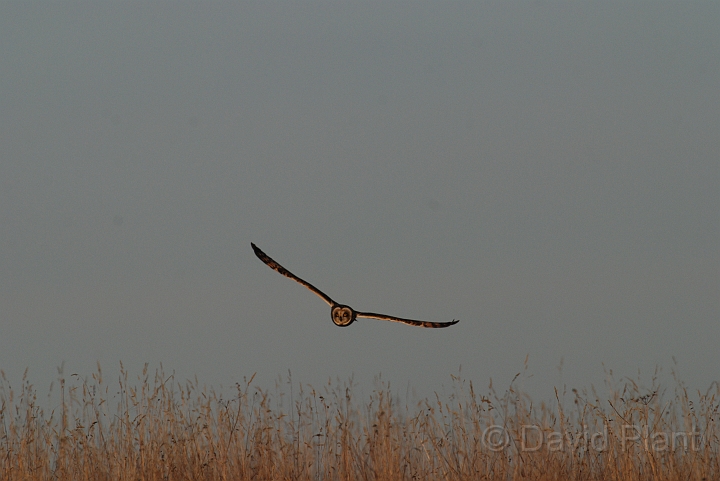 David Plant Photography - Wildlife Photographer - Short-eared owl - A.JPG - Short-eared owl - Gloucestershire